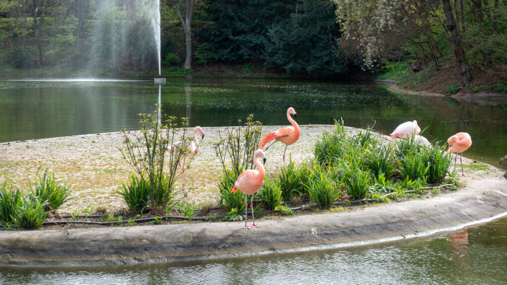 Entdecke Flamingos im Killesberg Park in Stuttgart an Ostern.