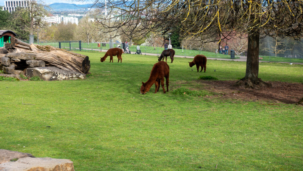 Entdecke Alpakas im Killesberg Park in Stuttgart an Ostern.